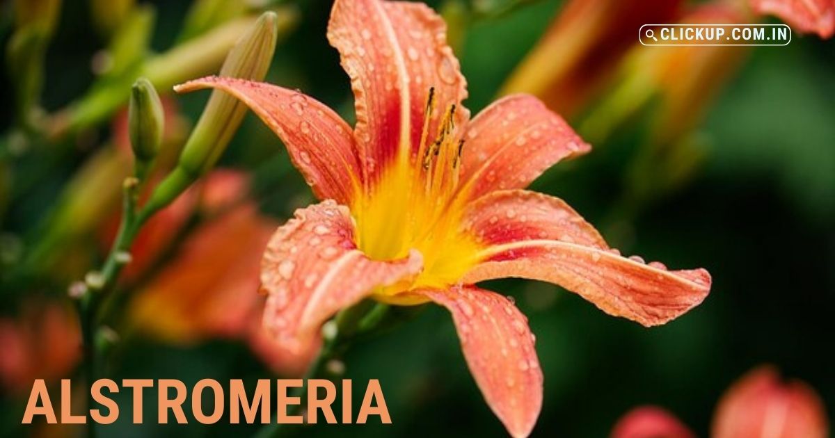 Alstromeria